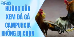 Hướng Dẫn Xem Đá Gà Campuchia Không Bị Chặn Dễ Dàng Nhất
