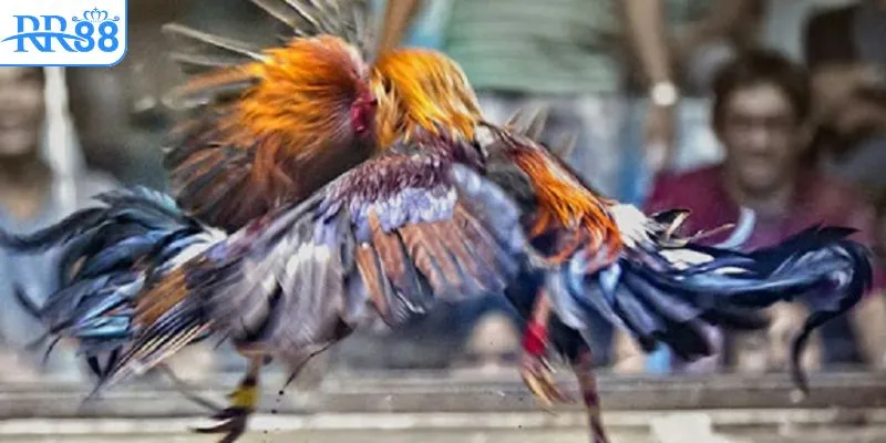 Lý do bị chặn khi xem chọi kê tại Campuchia